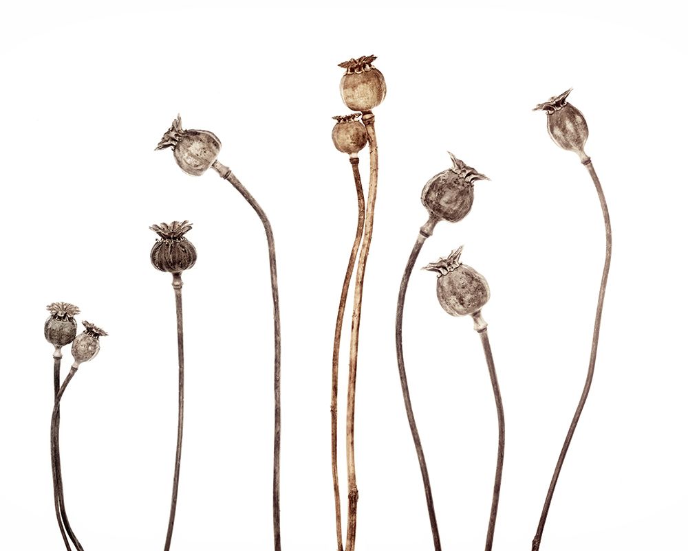 Poppies art print by Lotte Gronkjar for $57.95 CAD