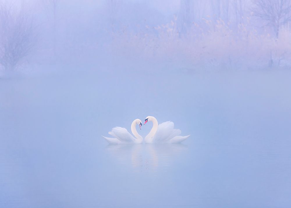 Falling in Love in the morning fog art print by Annie Poreider for $57.95 CAD