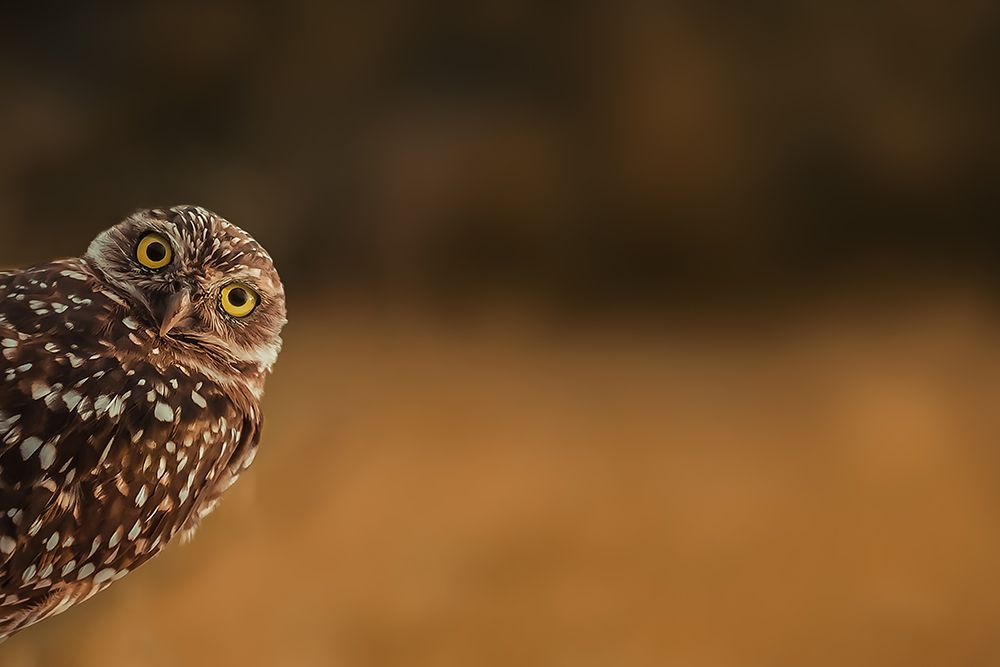 Hi There! art print by Marcus Hennen for $57.95 CAD
