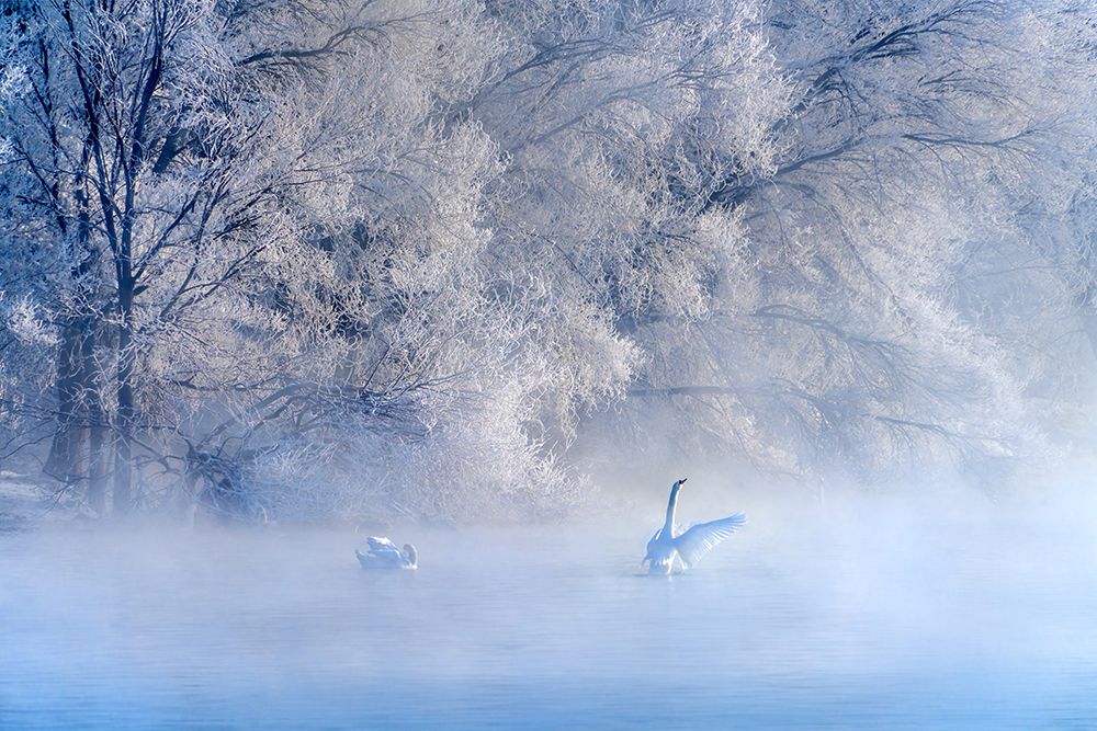 Swan Lake art print by Hua Zhu for $57.95 CAD