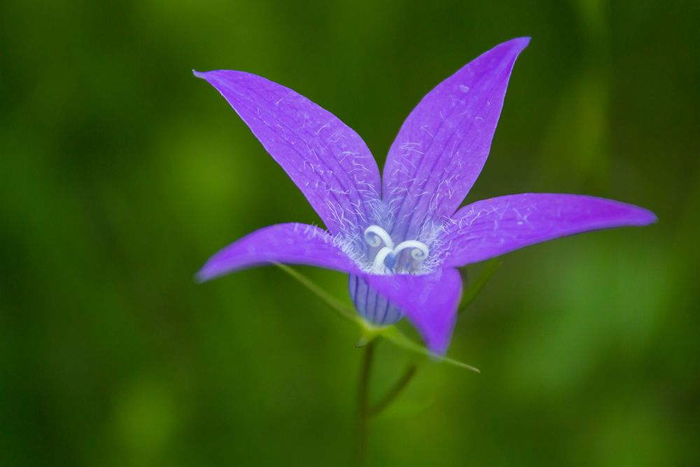 Violet Flower art print by Mihalcea Bogdan for $57.95 CAD