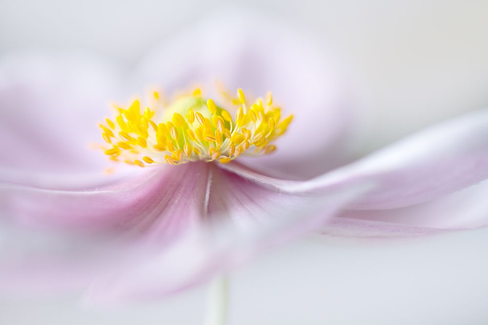 Anemone art print by Mandy Disher for $57.95 CAD