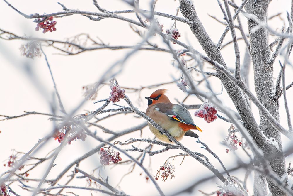 Waxwing art print by Konstantin Selezenev for $57.95 CAD