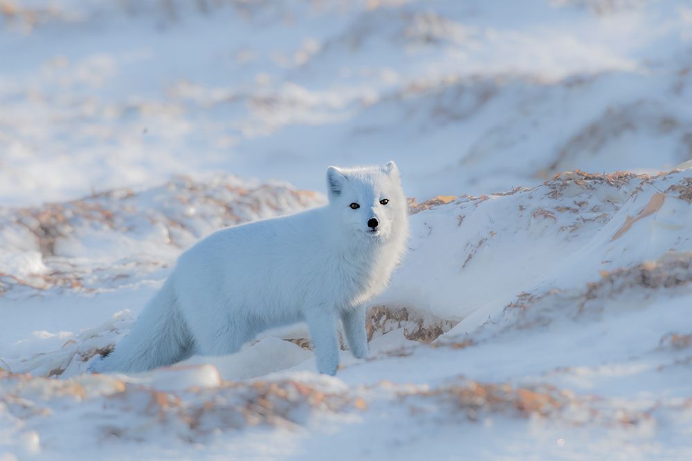 Arctic Fox art print by Jie Fischer for $57.95 CAD