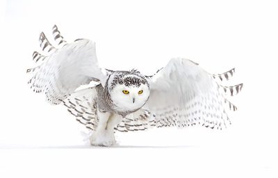 Snowy Owl - Jazz Wings by Jim Cumming