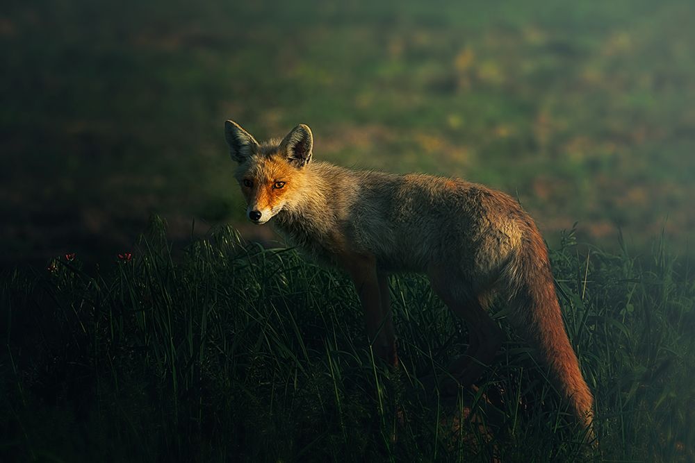 Mr.Fox art print by Sina Pezeshki for $57.95 CAD