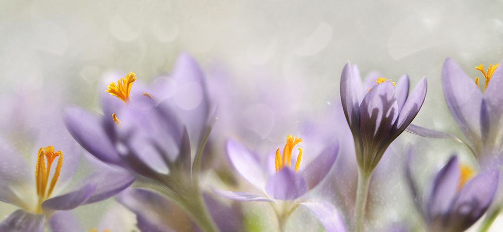 Spring flowers art print by Heidi Westum for $57.95 CAD