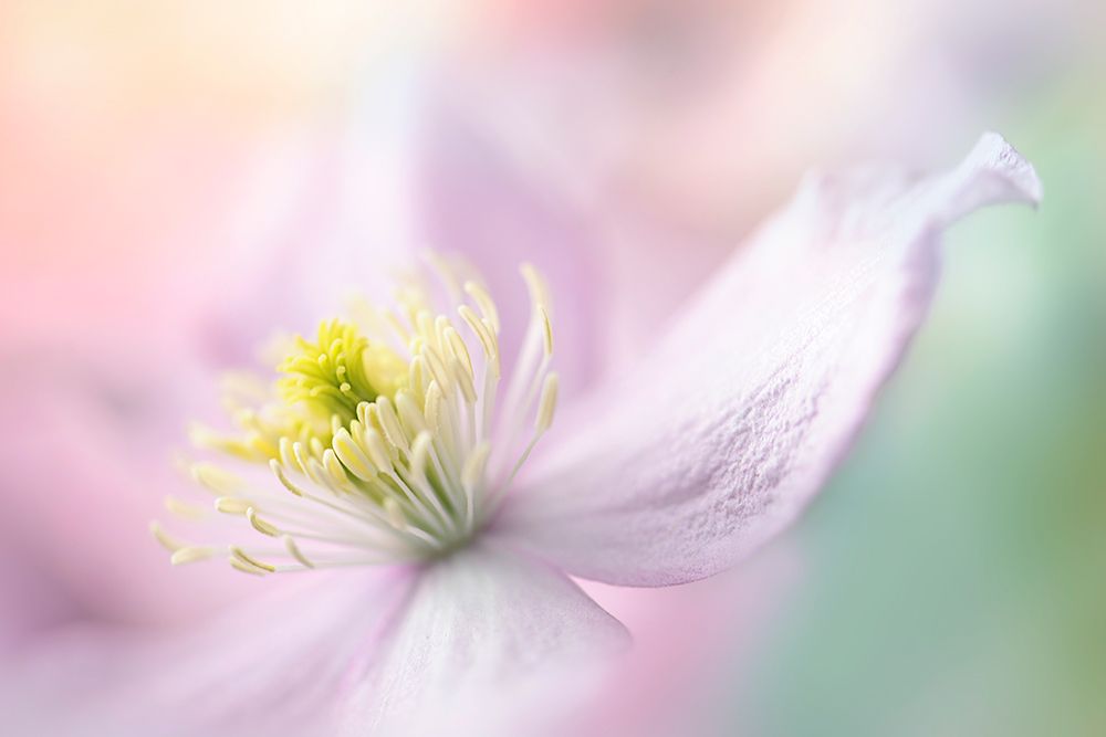 Mayleen art print by Jacky Parker for $57.95 CAD