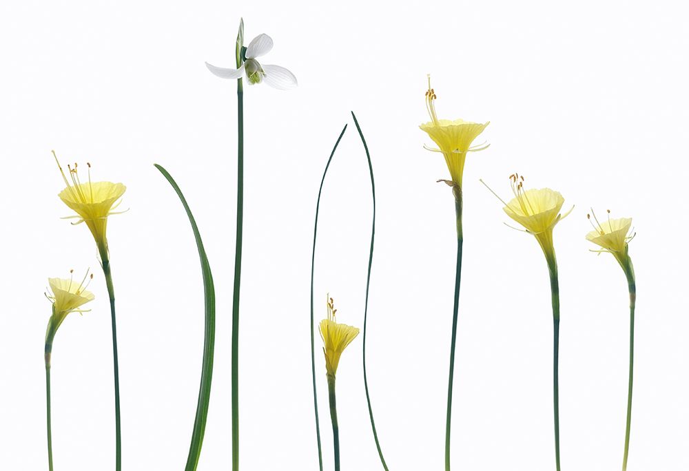 Spring Flowers art print by Lotte Gronkjar for $57.95 CAD