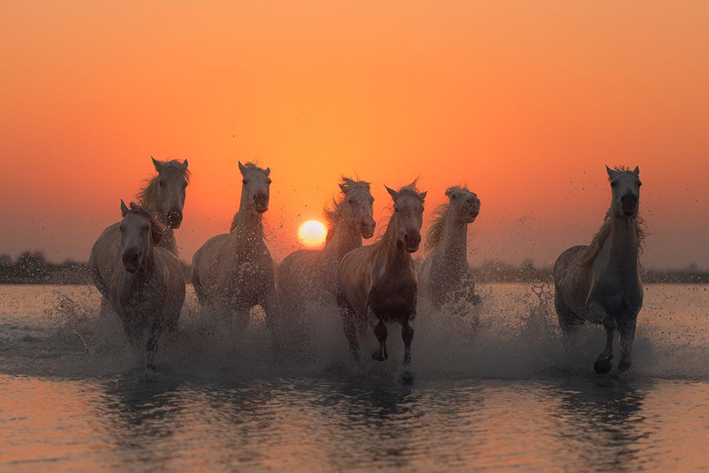 Sunset In Camargue art print by Rostovskiy Anton for $57.95 CAD