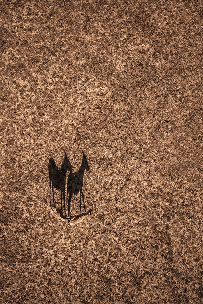 Follow Like A Shadow art print by TIANQI for $57.95 CAD