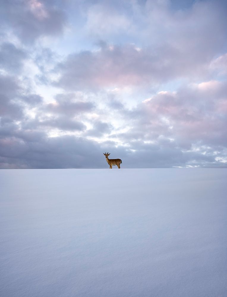 Alone art print by Christian Lindsten for $57.95 CAD