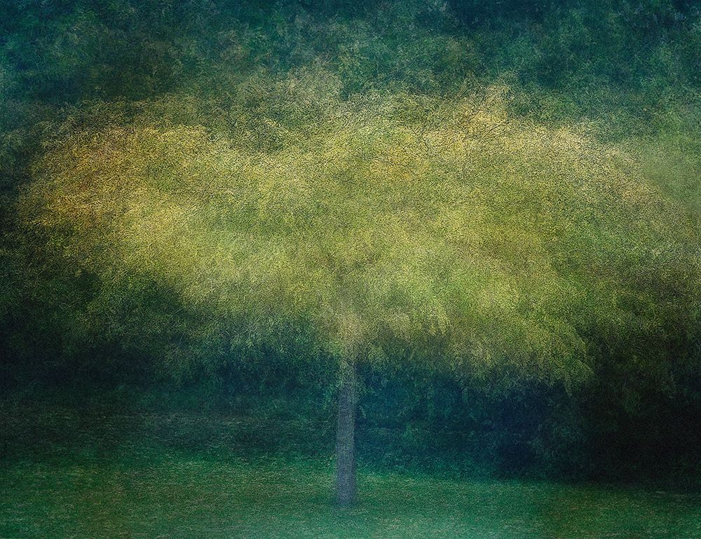 A Tree art print by Katarina Holmstrom for $57.95 CAD