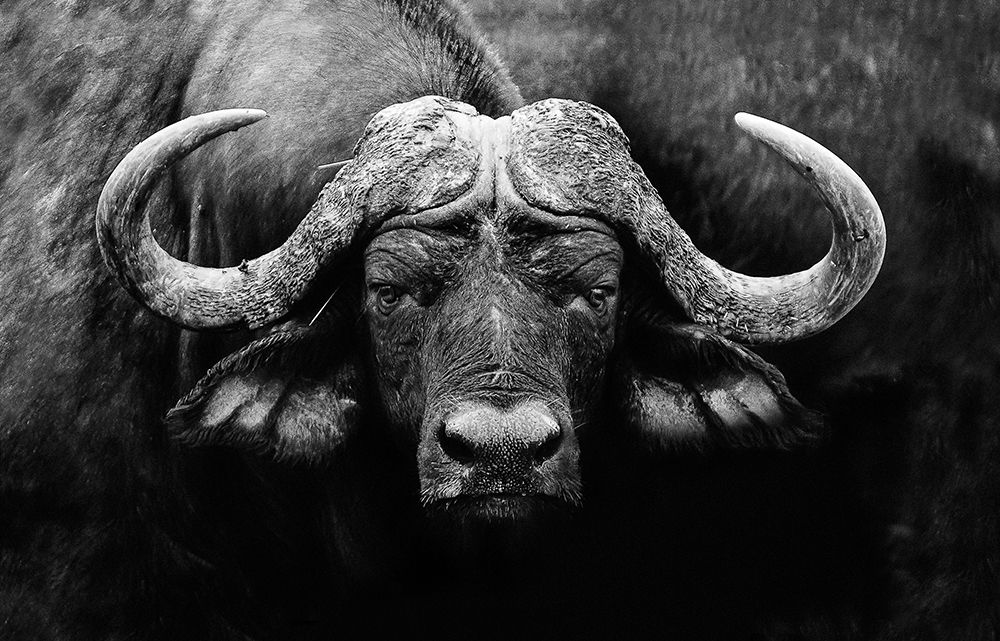 The Stare art print by Wildphotoart for $57.95 CAD