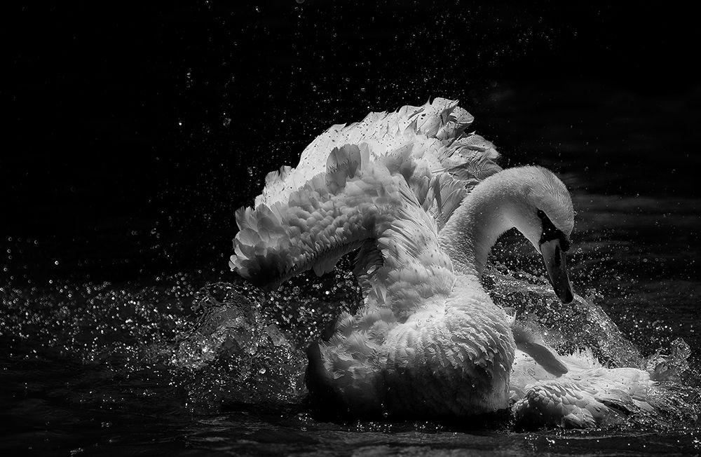 In Motion art print by C.S. Tjandra for $57.95 CAD