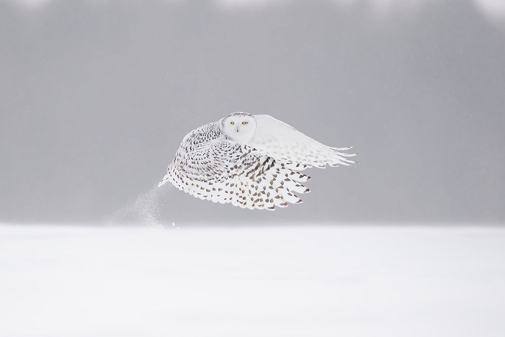 The Take-Off art print by Marco Pozzi for $57.95 CAD