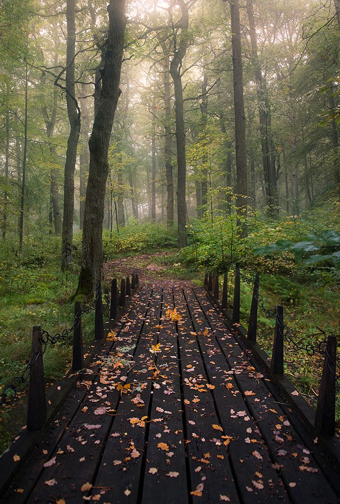 Misty Morning art print by Christian Lindsten for $57.95 CAD