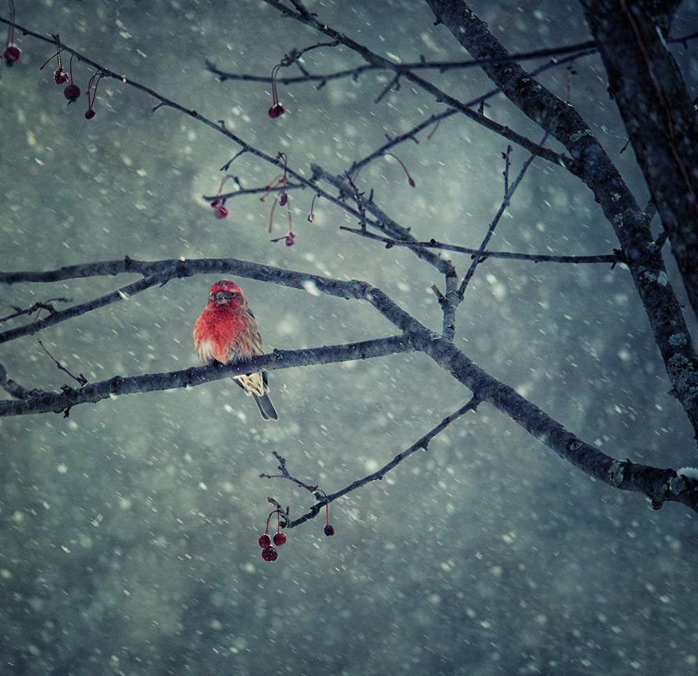 Snowing art print by Yu Cheng for $57.95 CAD