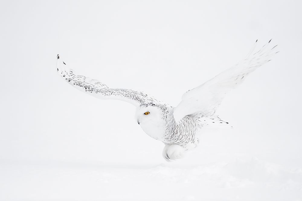 The white ghost is coming art print by Marco Pozzi for $57.95 CAD