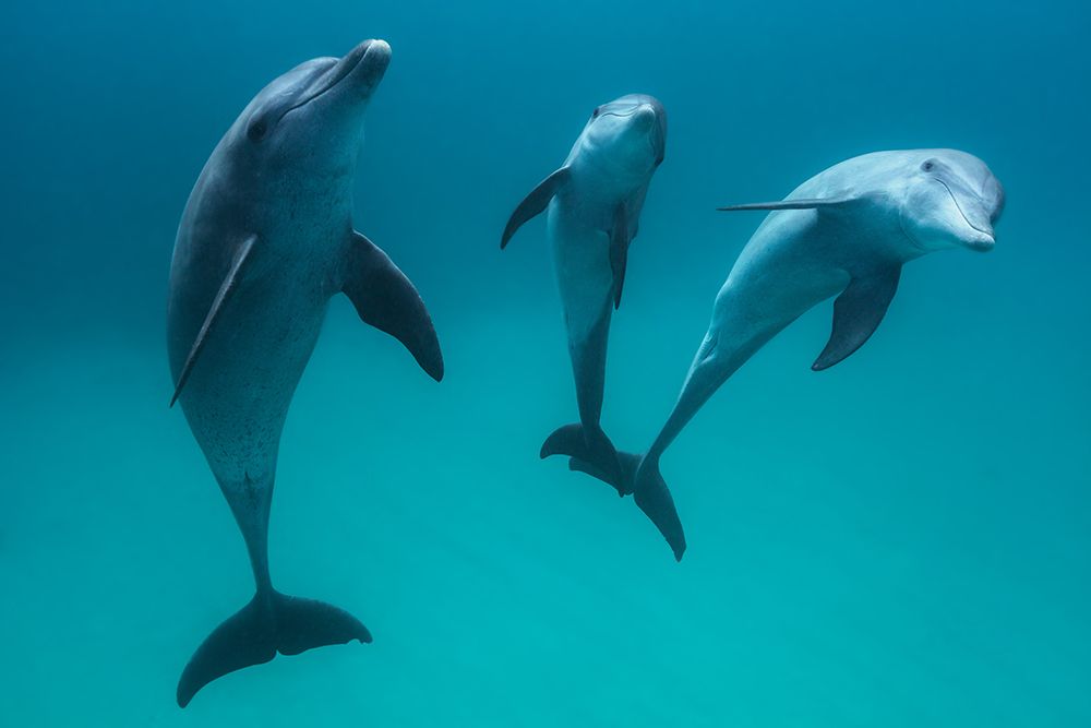 Bottlenose Dolphins art print by Barathieu Gabriel for $57.95 CAD