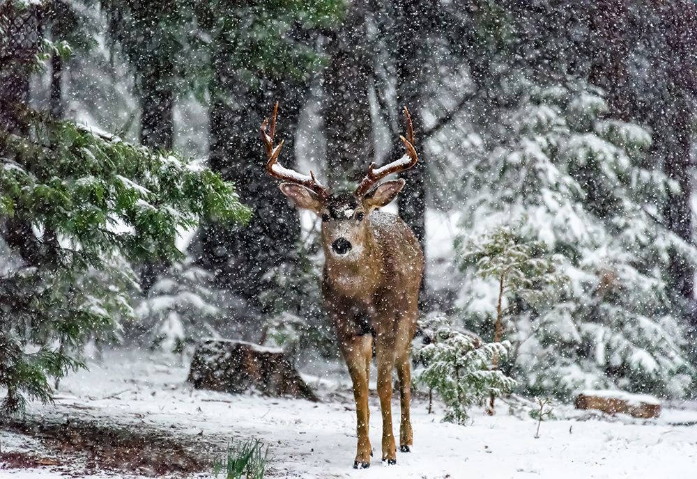 Snow Storm And The Buck Deer art print by Teri Reames for $57.95 CAD