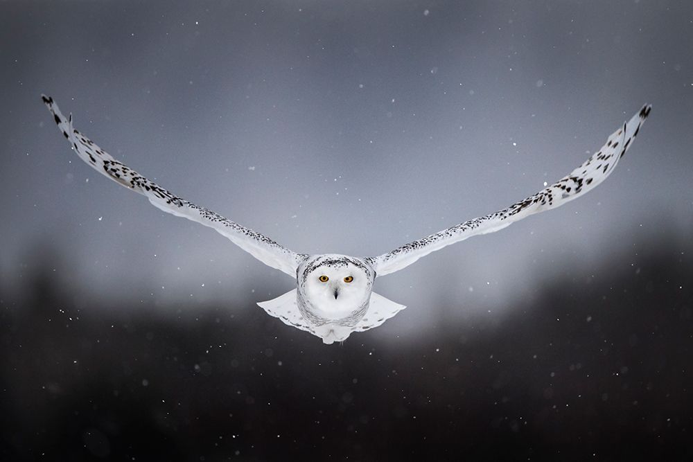 Straight To Me art print by Alberto Ghizzi Panizza for $57.95 CAD
