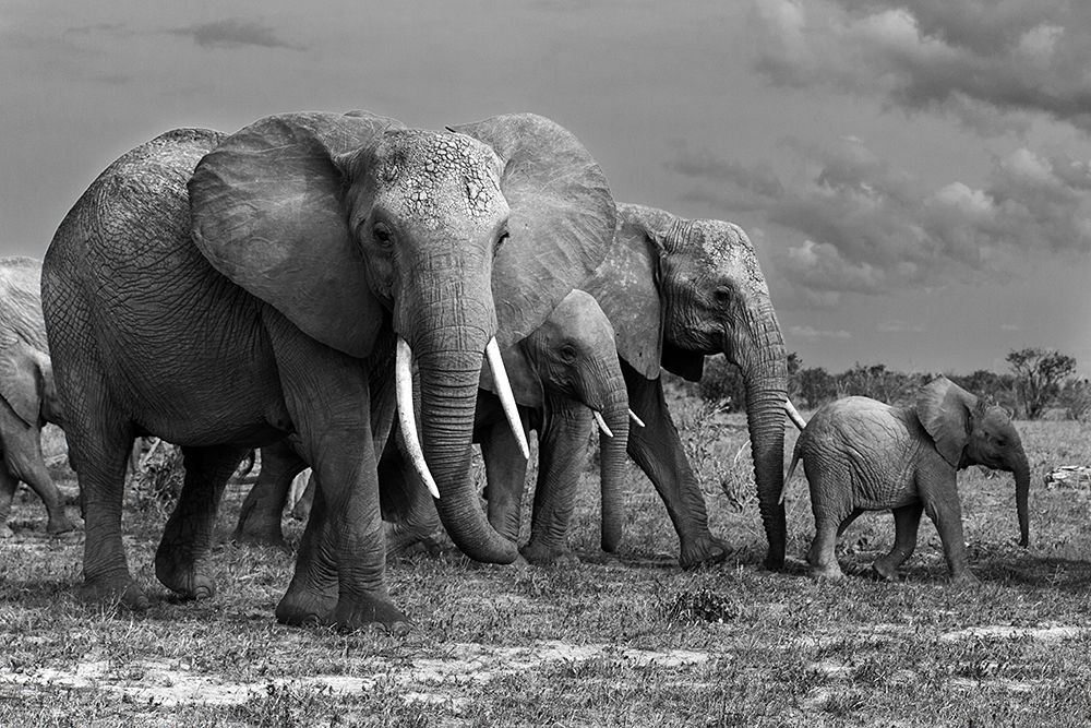 Elephants Family art print by Massimo Mei for $57.95 CAD