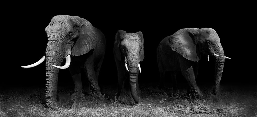 Out Of The Darkness art print by Wildphotoart for $57.95 CAD