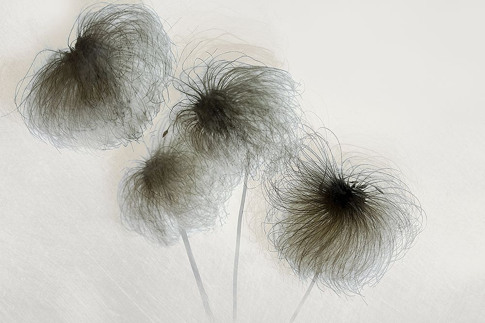 Clematis art print by Nel Talen for $57.95 CAD