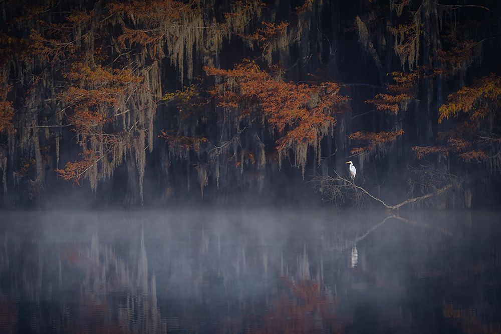 Misty Morning art print by Michael Zheng for $57.95 CAD