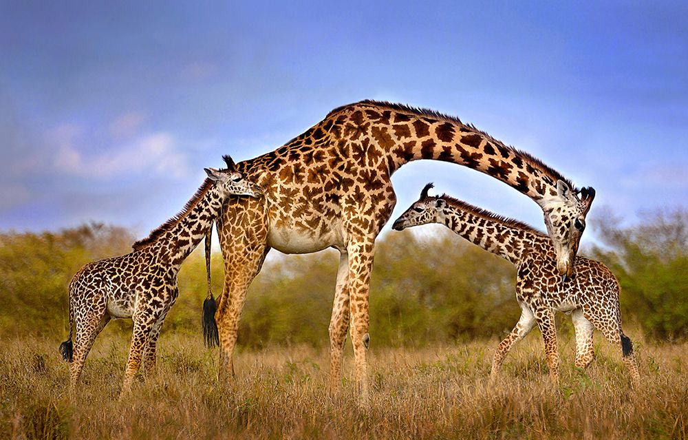 Giraffe with cubs art print by Xavier Ortega for $57.95 CAD