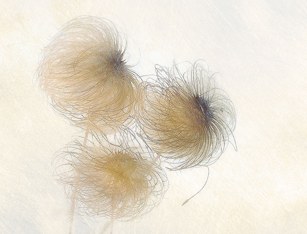 In The Wind art print by Nel Talen for $57.95 CAD