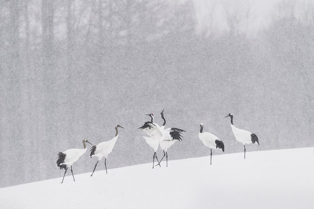 Japanese Cranes art print by Roberto Marchegiani for $57.95 CAD