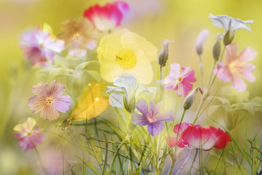 Tiny Garden In A Summer Field art print by Ludmila Shumilova for $57.95 CAD
