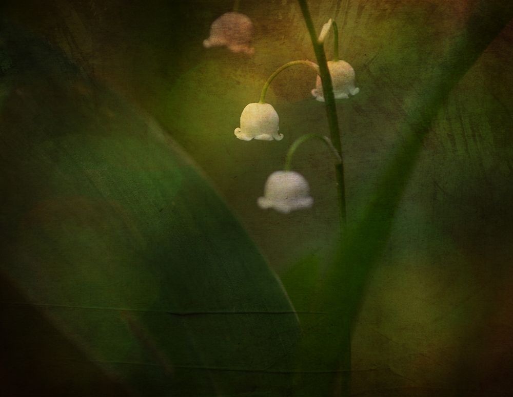 Dreaming Of Spring - Lily Of The Valley art print by Ulrike Eisenmann for $57.95 CAD