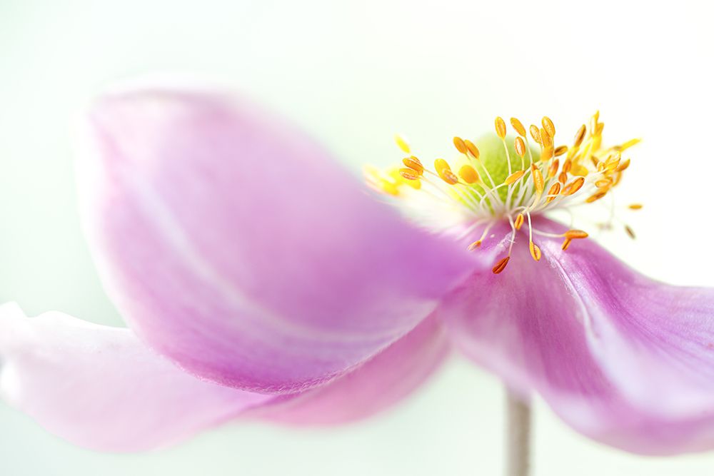 Anemone art print by Mandy Disher for $57.95 CAD