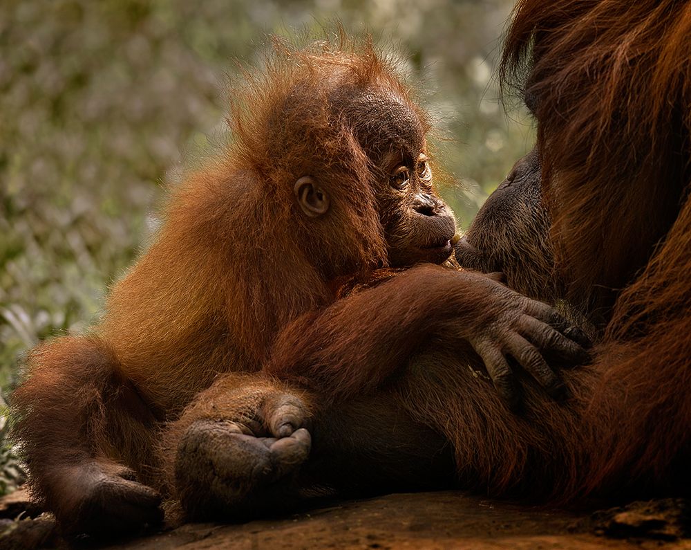 Mothers love art print by C.S. Tjandra for $57.95 CAD