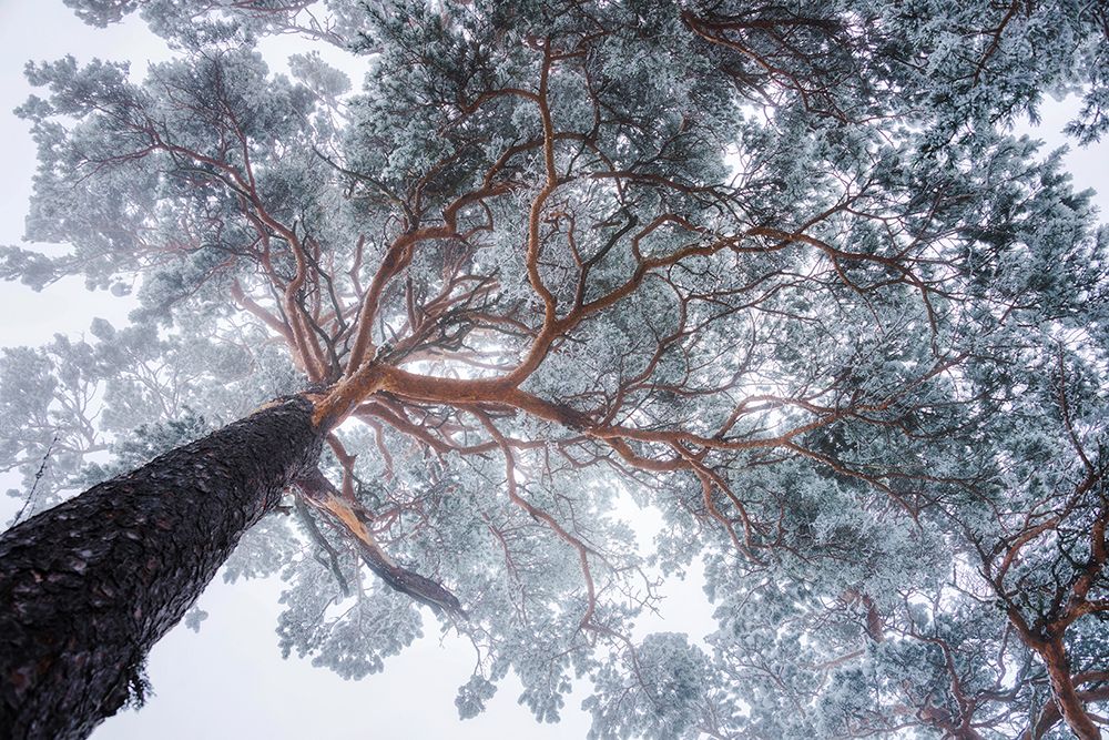 Winter Tree Lines art print by Ales Krivec for $57.95 CAD