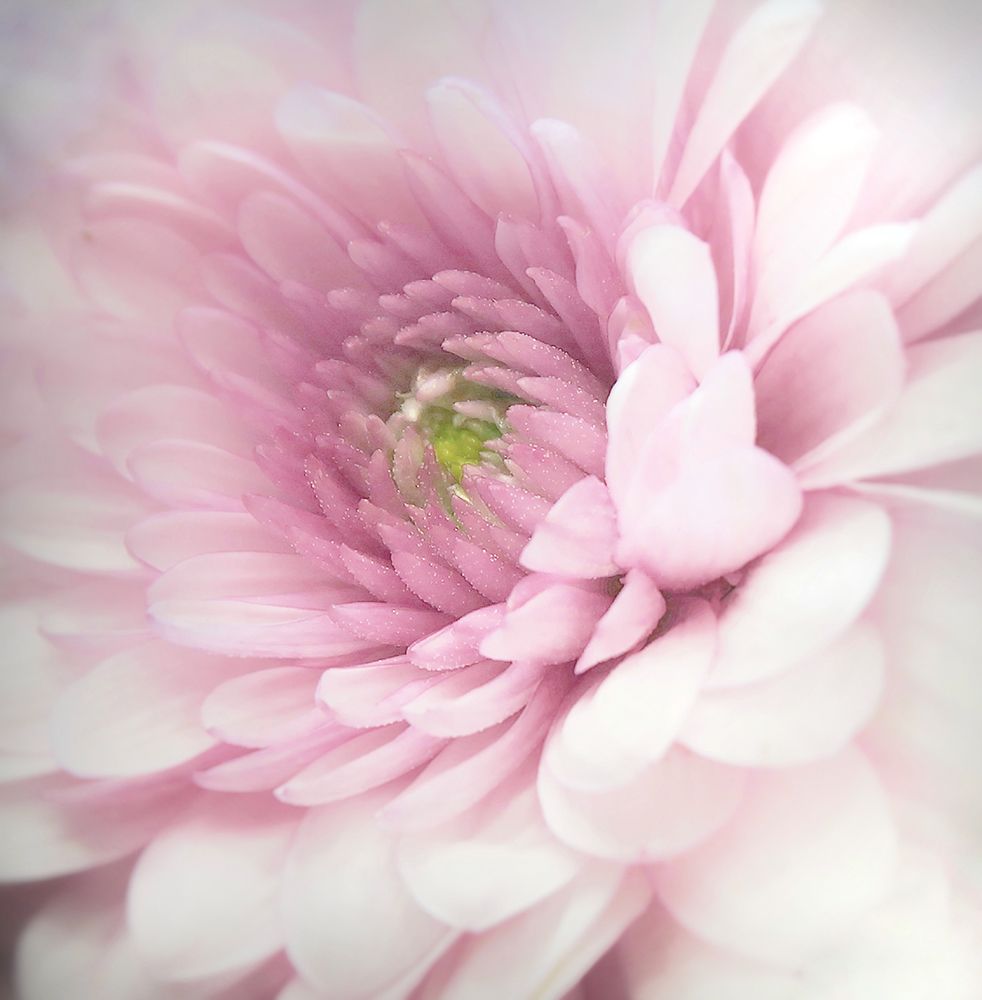 Pink art print by Benyamin Riahy for $57.95 CAD