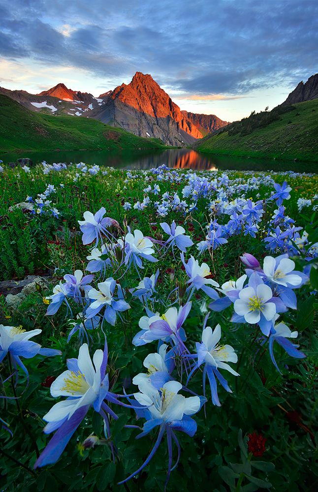 Blue Columbine Paradise art print by Mei Xu for $57.95 CAD