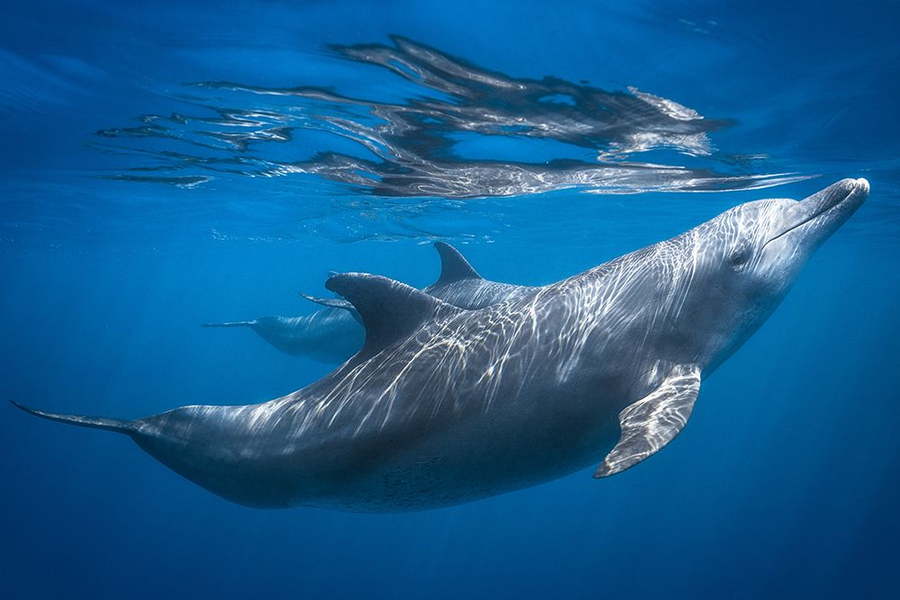 Dolphin At The Surface art print by Barathieu Gabriel for $57.95 CAD