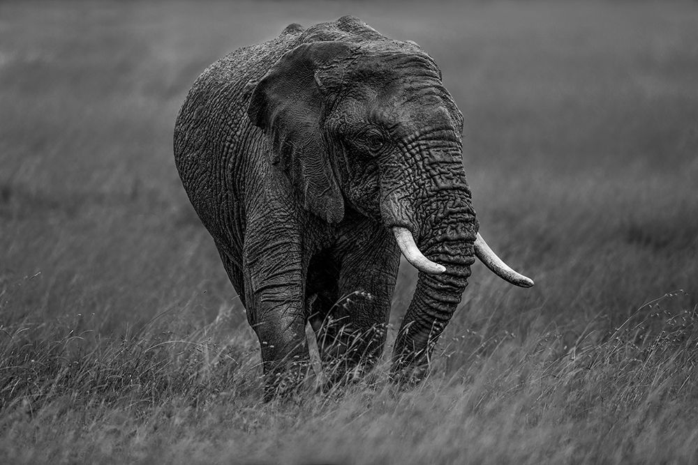 Graphite art print by Massimo Mei for $57.95 CAD