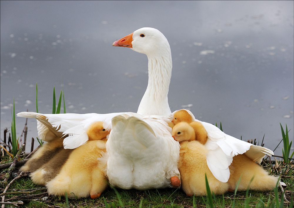 Mums Protection art print by Huib Limberg for $57.95 CAD
