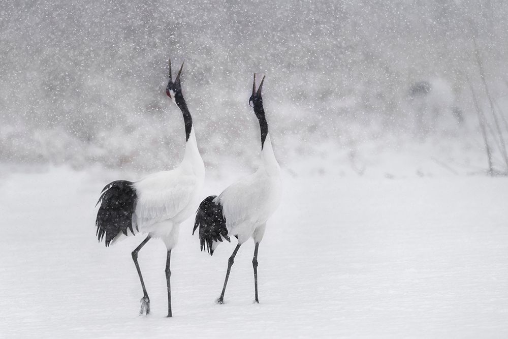 Japanes Cranes art print by Roberto Marchegiani for $57.95 CAD