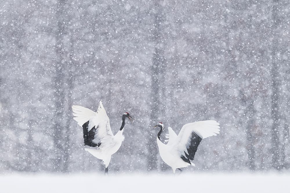 Japanese Cranes art print by Roberto Marchegiani for $57.95 CAD