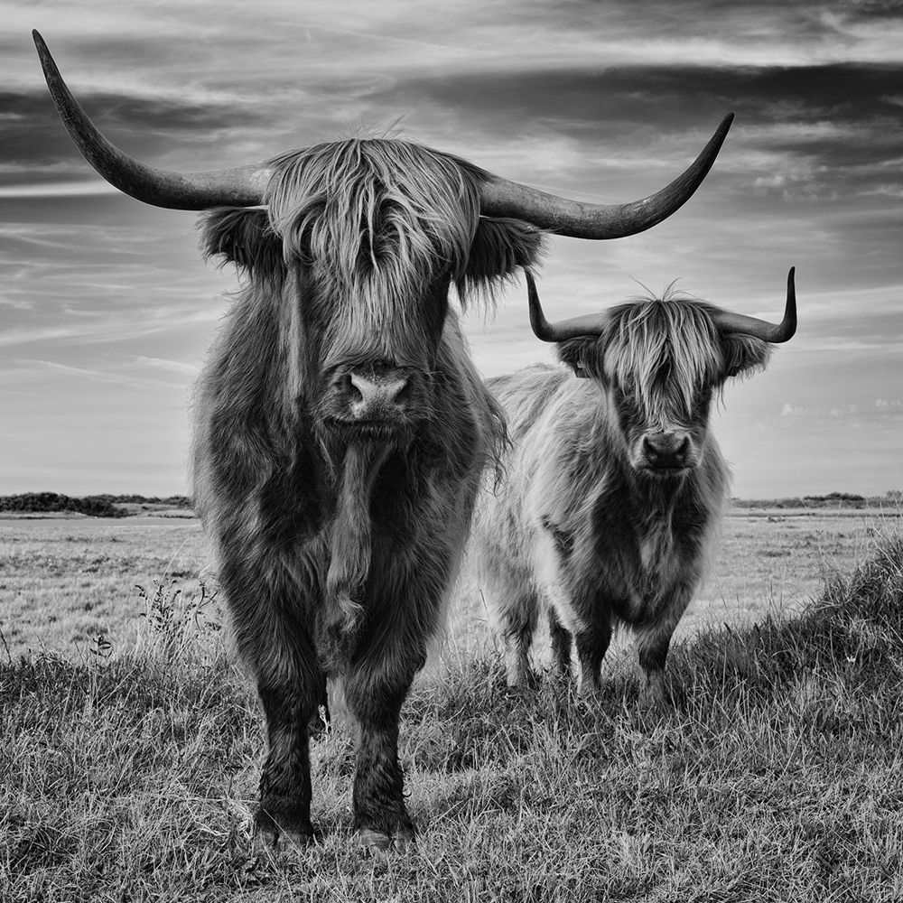 Highlands art print by Stephane Pecqueux for $57.95 CAD