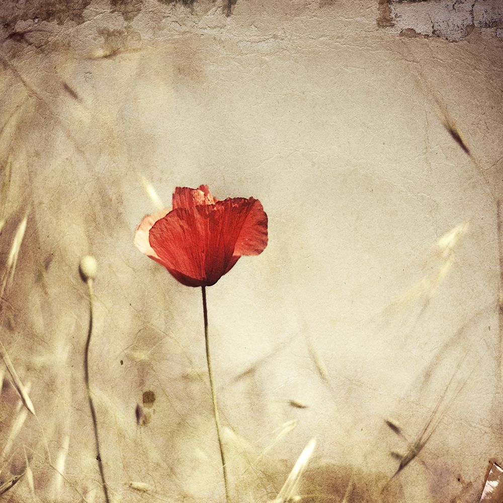 Alone art print by Desislava Ignatova for $57.95 CAD