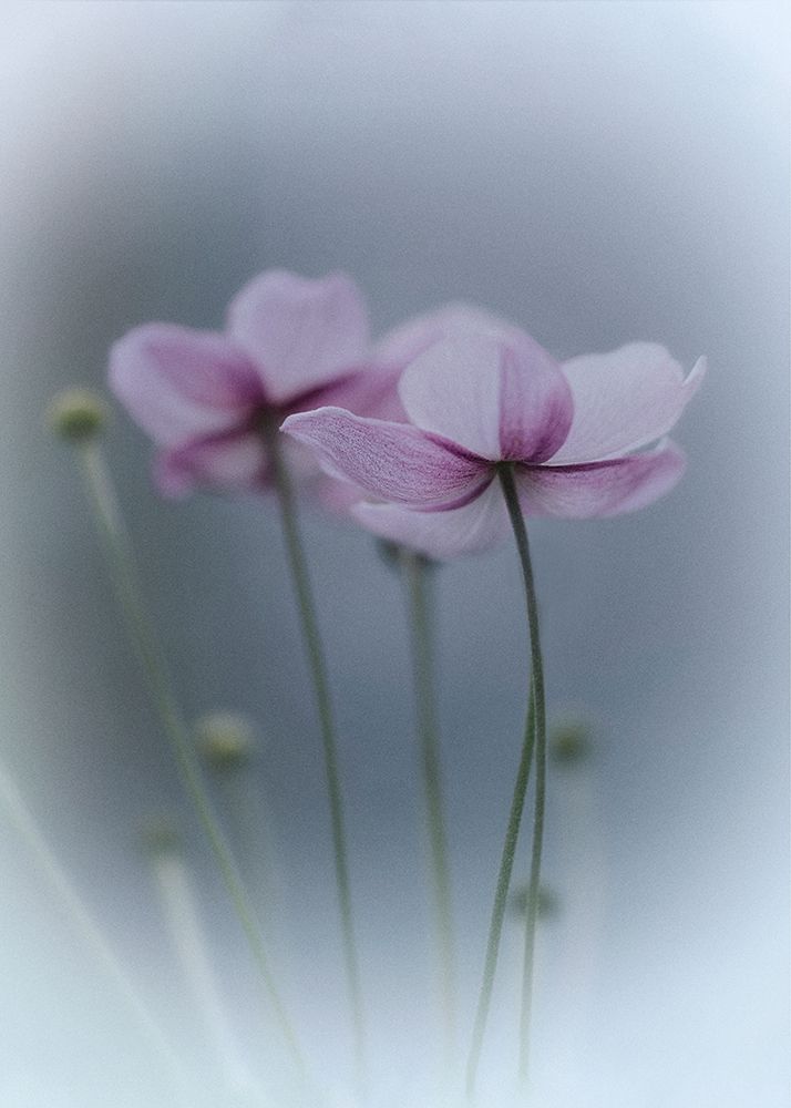 Purple Delight art print by Purple Bamboo for $57.95 CAD