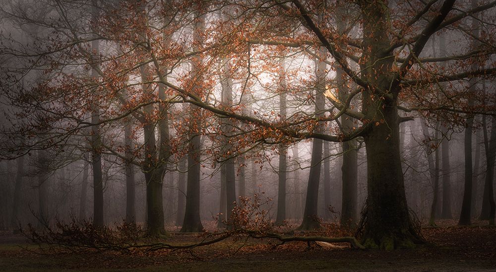 Foggy Memory  Of The Past art print by Saskia Dingemans for $57.95 CAD