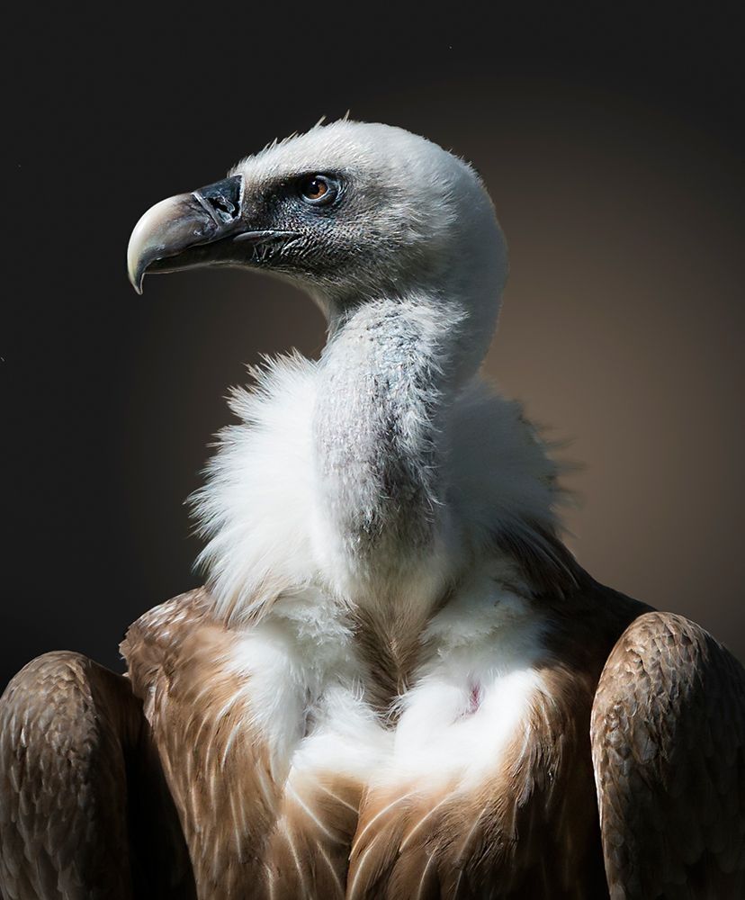 The look art print by Greetje van Son for $57.95 CAD